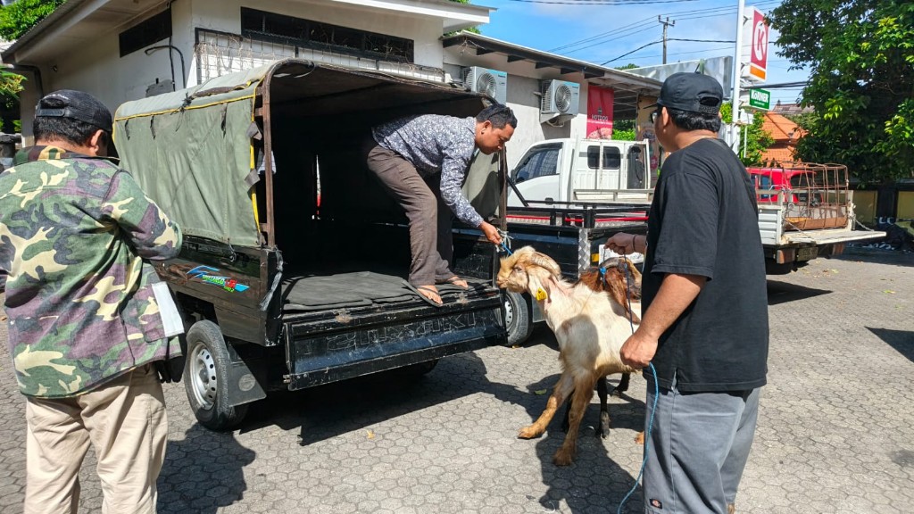 Sambut Idul Adha 1447 H, Demer Distribusikan Hewan Kurban ke Berbagai Wilayah Bali