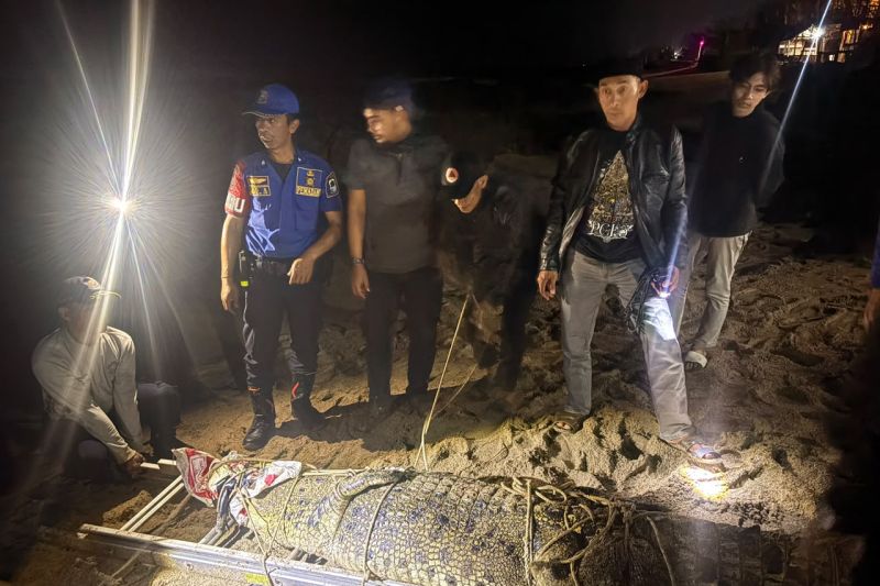 Geger Buaya 3 Meter Berkeliaran di Sungai Cihara, BPBD Turun Tangan