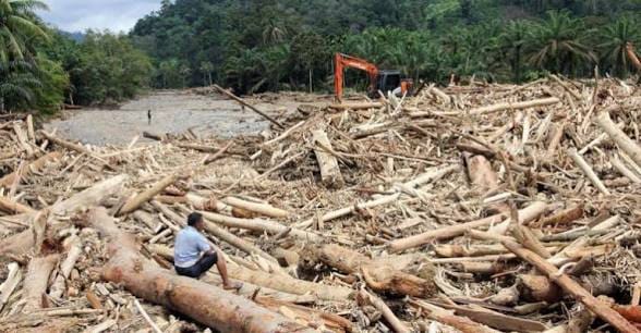 Kemenhut Tangkap Pemodal Illegal Logging di Kalteng Setelah Tiga Bulan Diburu