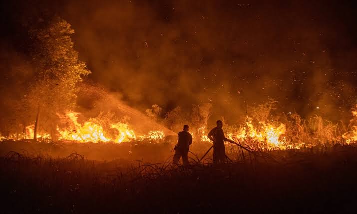 Kajian WALHI Soroti 93 Perusahaan dan Dugaan Keterkaitan Sejumlah Figur Publik dalam Karhutla